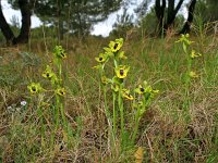 Ophrys lutea 10, Saxifraga-Hans Dekker