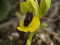 Ophrys lutea 35, Saxifraga-Jan van der Straaten