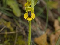 Ophrys lutea 39, Saxifraga-Willem van Kruijsbergen