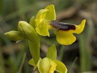 Ophrys lutea 43, Saxifraga-Willem van Kruijsbergen