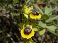 Ophrys lutea 46, Saxifraga-Willem van Kruijsbergen