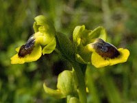 Ophrys lutea 52, Saxifraga-Willem van Kruijsbergen