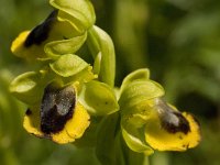 Ophrys lutea 55, Saxifraga-Willem van Kruijsbergen