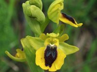 Ophrys lutea 59, Saxifraga-Hans Dekker