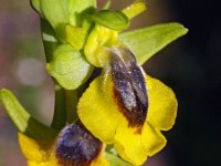 Ophrys lutea 64, Saxifraga-Hans Dekker