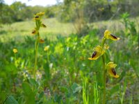 Ophrys lutea 68, Saxifraga-Ed Stikvoort