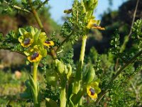 Ophrys lutea 73, Saxifraga-Ed Stikvoort