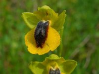 Ophrys lutea 74, Saxifraga-Ed Stikvoort