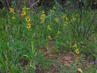 Ophrys lutea 79, Saxifraga-Ed Stikvoort