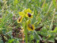 Ophrys lutea 85, Saxifraga-Jeroen Willemsen