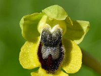 Ophrys lutea 88, Saxifraga-Sonja Bouwman  Gele ophrys - Ophrys lutea - Orchidaceae familie; Praia da Boca do Rio (Pt)