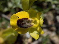 Ophrys lutea ssp lutea 25, Saxifraga-Willem van Kruijsbergen