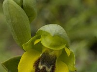 Ophrys lutea ssp lutea 29, Saxifraga-Willem van Kruijsbergen