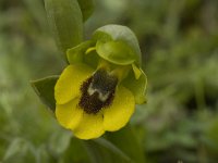 Ophrys lutea ssp lutea 30, Saxifraga-Willem van Kruijsbergen