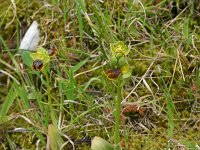 Ophrys lutea ssp melena 13, Saxifraga-Rien Schot