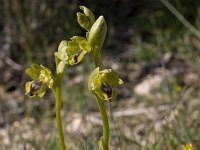 Ophrys lutea subsp. minor : Gebied, Israel, Ophrys, Orchid, www.Saxifraga.nl