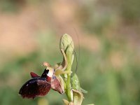 Ophrys mammosa 10, Saxifraga-Dirk Hilbers