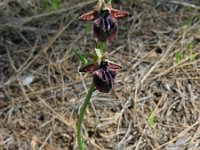 Ophrys mammosa 21, Saxifraga-Ed Stikvoort