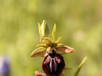 Ophrys mammosa 8, Saxifraga-Dirk Hilbers