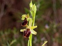 Ophrys massiliensis 15, Saxifraga-Hans Dekker