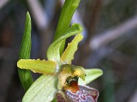 Ophrys massiliensis 9, Saxifraga-Hans Dekker