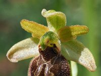 Ophrys minipassionis 11, Saxifraga-Hans Dekker