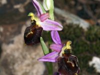 Ophrys morisii 8, Saxifraga-Hans Dekker