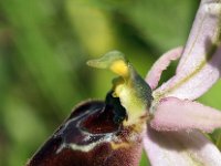 Ophrys neglecta 2, Saxifraga-Hans Dekker