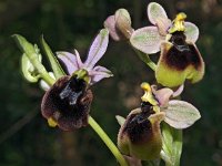 Ophrys normanii 10, Saxifraga-Hans Dekker