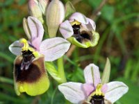 Ophrys normanii 3, Saxifraga-Hans Dekker