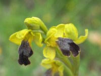 Ophrys obaesa 4, Saxifraga-Hans Dekker