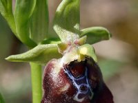 Ophrys oxyrrhynchos 8, Saxifraga-Hans Dekker