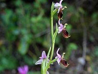 Ophrys panatensis 2, Saxifraga-Jeroen Willemsen