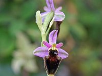 Ophrys panatensis 3, Saxifraga-Jeroen Willemsen