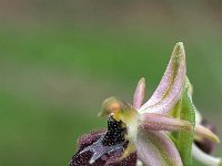 Ophrys panoramitana 7, Saxifraga-Hans Dekker