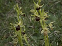 Ophrys passionis 15, Saxifraga-Willem van Kruijsbergen