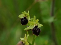 Ophrys passionis 45, Saxifraga-Dirk Hilbers