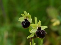 Ophrys passionis 46, Saxifraga-Dirk Hilbers