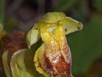 Ophrys praemelena 2, Saxifraga-Hans Dekker