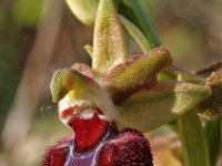 Ophrys provincialis 6, Saxifraga-Hans Dekker