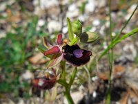 Ophrys pseudobertolonii ssp bertoloniiformis 2, Saxifraga-Ed Stikvoort