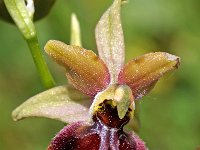 Ophrys riojana 4, Saxifraga-Hans Dekker