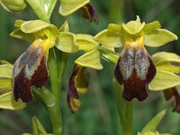 Ophrys sabulosa 2, Saxifraga-Hans Dekker