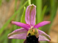 Ophrys saratoi 5, Saxifraga-Hans Dekker