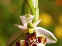 Ophrys scolopax 16, Saxifraga-Hans Dekker