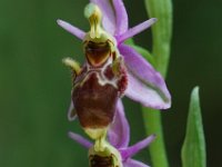 Ophrys scolopax 18, Saxifraga-Willem van Kruijsbergen