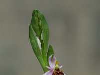 Ophrys scolopax 19, Saxifraga-Willem van Kruijsbergen