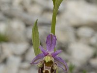 Ophrys scolopax 21, Saxifraga-Willem van Kruijsbergen