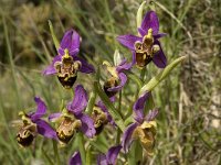 Ophrys scolopax 29, Saxifraga-Jan van der Straaten