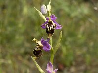 Ophrys scolopax 36, Saxifraga-Jan van der Straaten